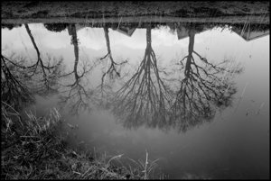 Reflections of Trees in water