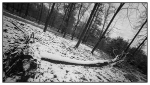 Degradation in the Woods