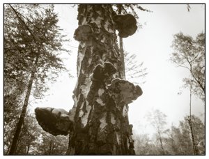 Degradation in the Woods (2)