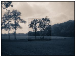Patched tree