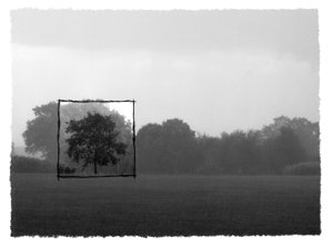 A tree before a tree