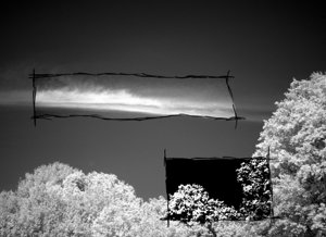 Trees and Sky