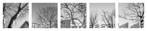 eaves and trees